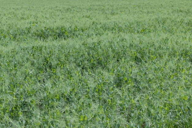 Ein landwirtschaftliches feld, auf dem während der blüte grüne erbsen wachsen