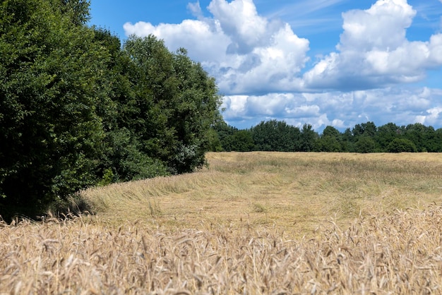 Ein landwirtschaftliches Feld, auf dem Weizen angebaut wird