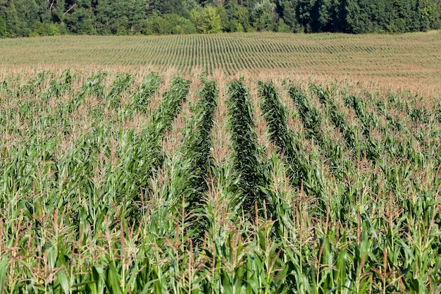 Ein landwirtschaftliches Feld im Sommer, auf dem grüner unreifer Mais wächst