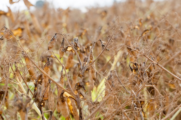 Ein landwirtschaftliches Feld mit einer reifen Erbsenernte