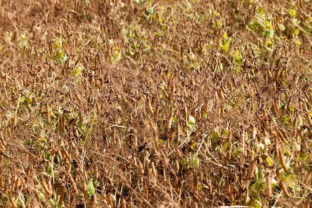 Ein landwirtschaftliches Feld mit einer reifen Ernte von gelben Erbsen