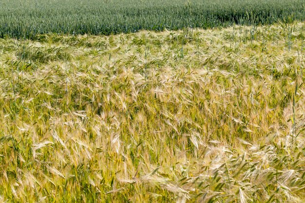 Ein landwirtschaftliches Feld mit Roggen, reifender Roggen verfärbt sich von grün nach gelb