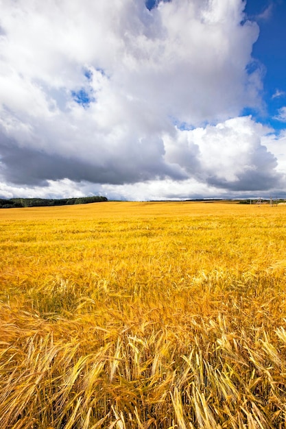 Ein landwirtschaftliches Feld