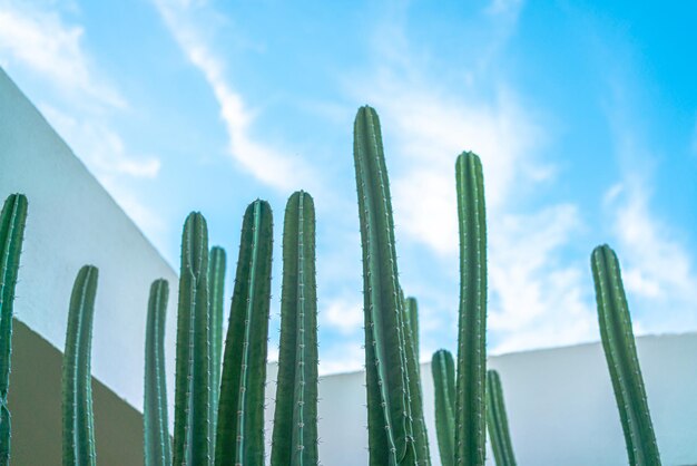 Ein langer Kaktus gegen den Himmel