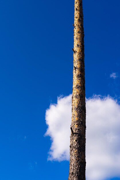 Ein langer und leerer Baumstamm arrangiert separat gegen den blauen Himmel und eine weiße Wolke