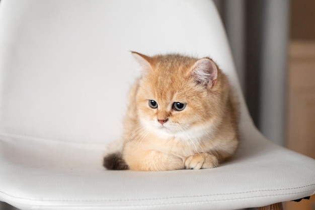 Ein langhaariges britisches Kätzchen in roter Farbe sitzt drinnen auf einem Stuhl