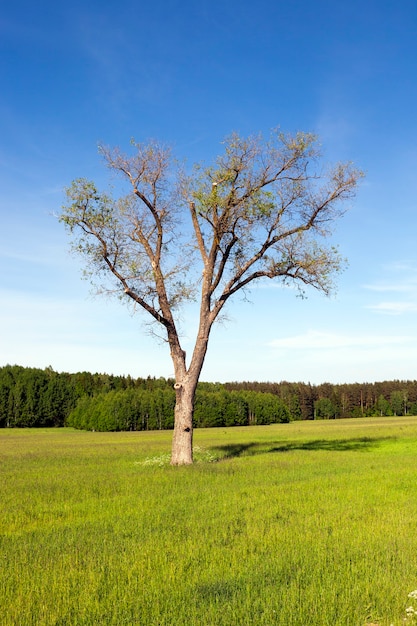 Ein Laubbaum ohne Laub, der im Frühjahr auf einem landwirtschaftlichen Feld wächst. Landschaft mit blauem Himmel