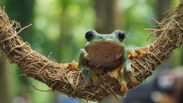 Ein Laubfrosch sitzt auf einem Ast mit offenem Mund und einem grünen Hintergrund.