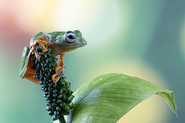 Ein Laubfrosch sitzt auf einem Blatt.