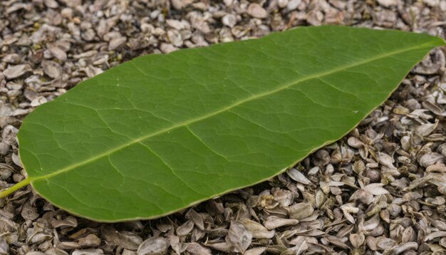 Ein lebendiges grünes Blatt ruht auf einem Kiesbett