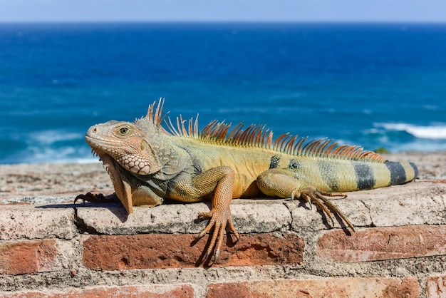 Ein Leguan ruht an den Mauern der Festung El Morro in San Juan, Puerto Rico.