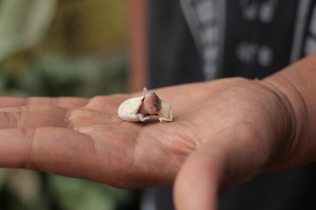 Ein Leopardgecko, der aus einem Ei schlüpft