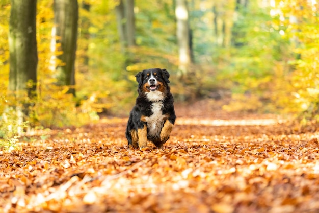 Foto ein liebenswerter berner berghund läuft in einem park auf orangefarbenen herbstblättern