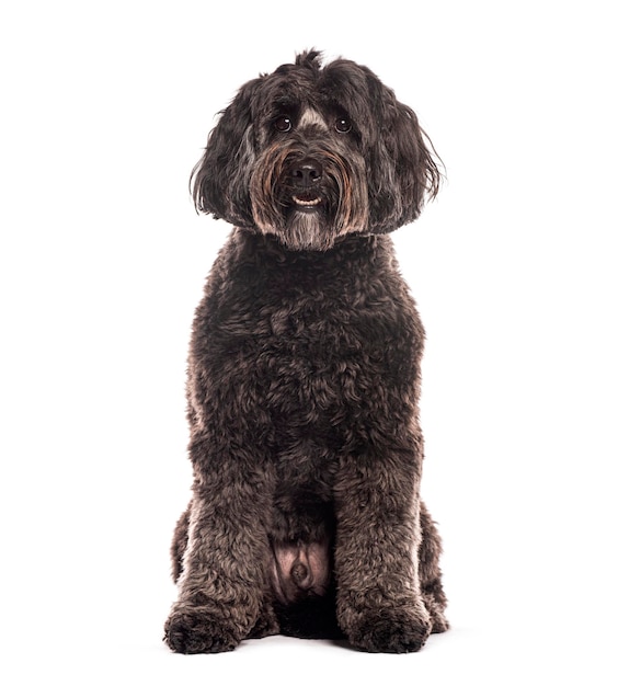 Ein liebenswerter schwarzer Labradoodle-Hund sitzt und schaut in die Kamera