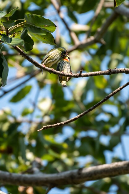 Ein Liebesvogel