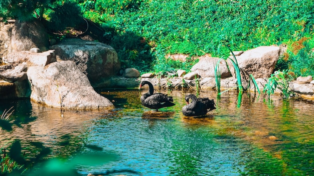 Ein liebevolles schwarzes Schwänepaar schwimmt im Park am See schwarzes Schwänepaar Warm frisch