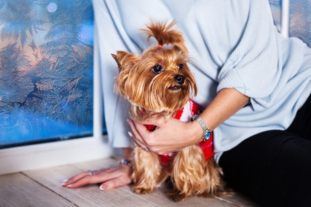 Ein Lieblingstier - ein kleiner Hund züchtet Yokshirskiy Terre