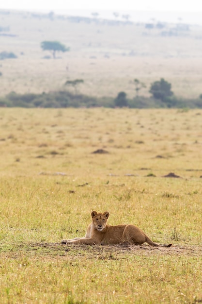 Ein Löwe Junge ruht auf dem Gras Savanne von Maasai Mara Kenia