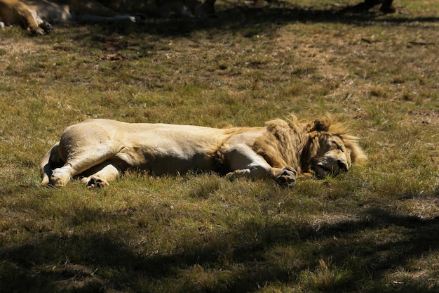 Foto ein löwe schläft im gras in einem park.