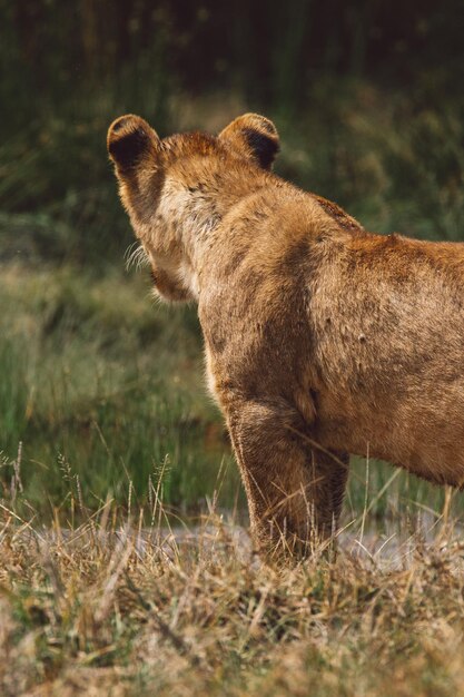 Foto ein löwenjunge steht auf dem feld