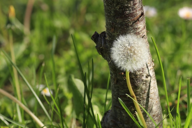 Ein Löwenzahn auf einem Baumstamm auf einem Feld