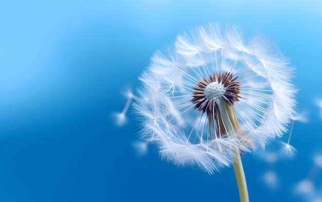 Ein Löwenzahn mit Samen, die im Wind wehen