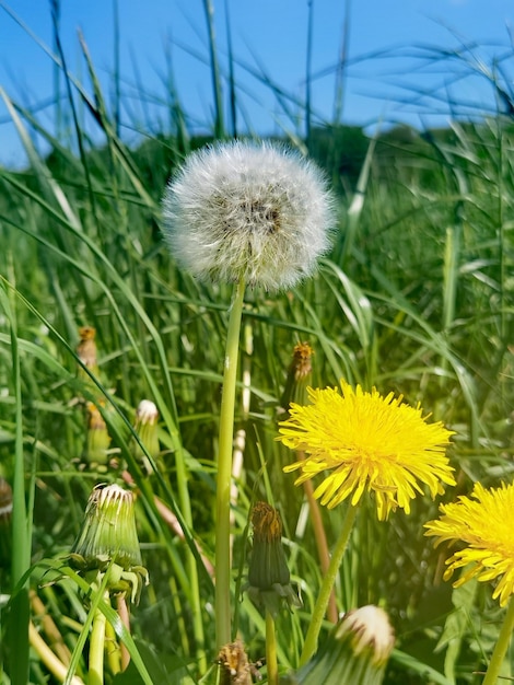 Ein Löwenzahn steht mitten auf einem Feld mit gelben Blüten.