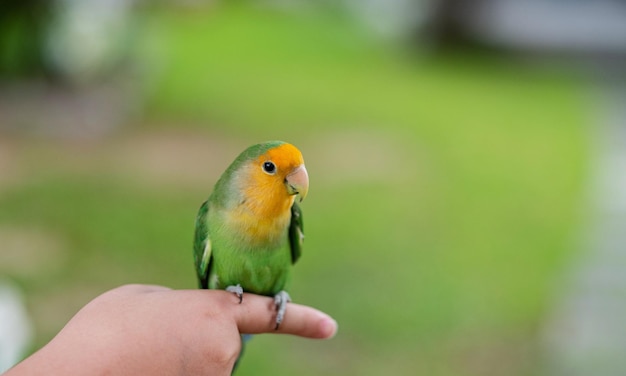 Ein Lovebird thront auf einem Fingerpapagei