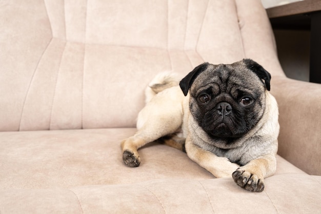 Ein lustiger einjähriger Mops liegt auf einem hellbeigen Sofa