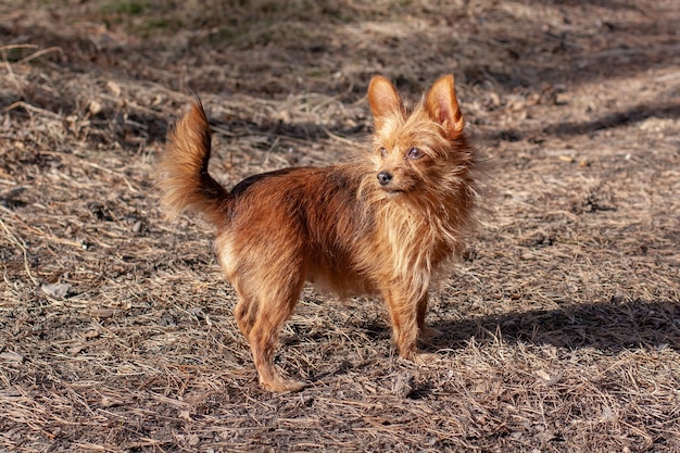 Ein lustiger haariger Yorkshire Terrier mit großen Ohren steht im Wald und schaut weg. Kleiner Hund. Unscharfer Hintergrund. Horizontal.