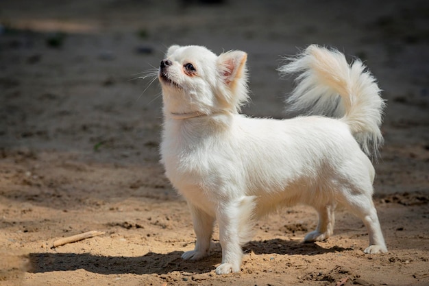 Ein lustiger kleiner Chihuahua-Hund spielt auf einem Sandfeld