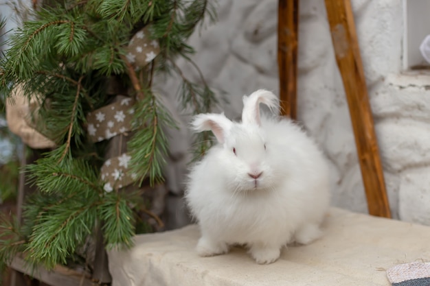 Ein lustiges großes dekoratives weißes Kaninchen sitzt