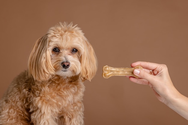 Foto ein mädchen füttert einen maltipoo-hündchen mit knochen, ein hund kümmert sich um das konzept der glücklichen hunde