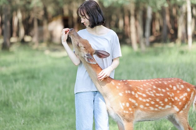 Ein Mädchen füttert niedlichen gefleckten Hirsch Bambi im Kontaktzoo. Glückliches reisendes Mädchen genießt im Sommer Geselligkeit mit wilden Tieren im Nationalpark.