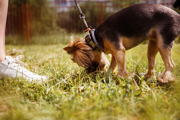 Ein Mädchen geht mit einem Hund im Park spazieren. Yorkshire-Terrier