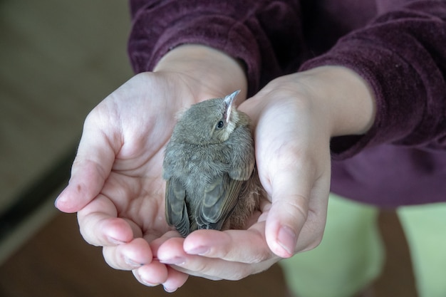 Ein Mädchen hält ein Vogelbaby in den Händen und kümmert sich darum