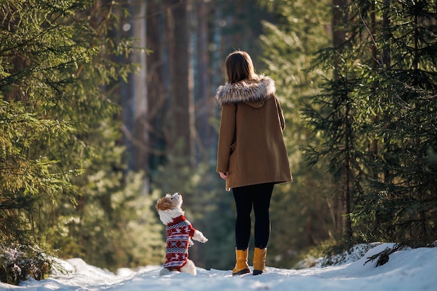 Ein Mädchen in einem Pullover und ein Hund der Rasse Jack Russell Terrier spielen in einem Winterfichtenwald auf dem Schnee-Weihnachtskonzept