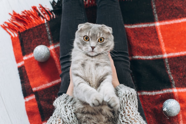 Ein Mädchen schmückt einen Weihnachtsbaum und spielt mit ihrer Katze.