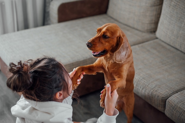 Ein Mädchen zu Hause spielt mit einem Cocker Spaniel-Hund und nimmt seine Pfoten