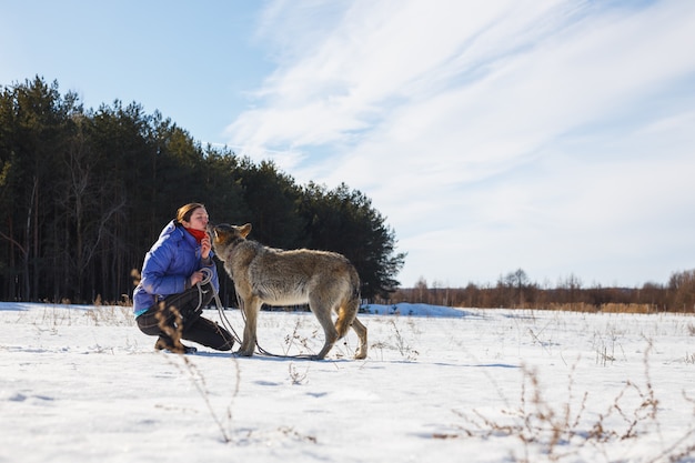 Ein Mädchentrainer füttert einen großen räuberischen grauen Wolf mit Nahrung aus seinem Mund