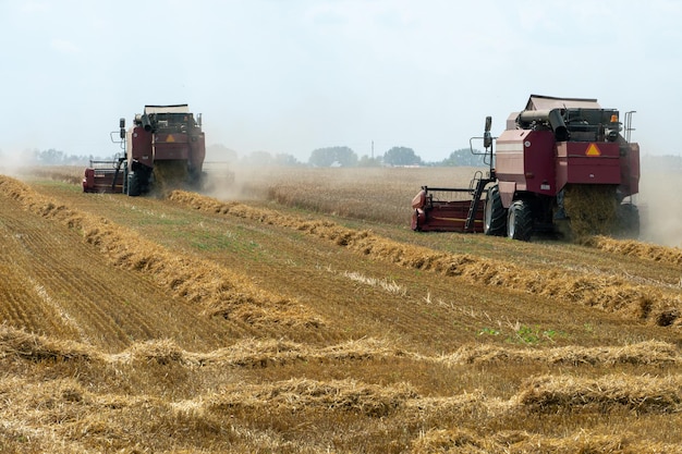 Ein Mähdrescher arbeitet in einem Weizenfeld Saisonale Weizenernte Agrarindustrie Reinigung und Ernte von Silage Der Prozess der Ernte von der Feldausrüstung auf dem Feld