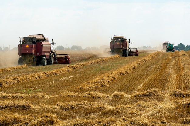 Ein Mähdrescher arbeitet in einem Weizenfeld Saisonale Weizenernte Agrarindustrie Reinigung und Ernte von Silage Der Prozess der Ernte von der Feldausrüstung auf dem Feld