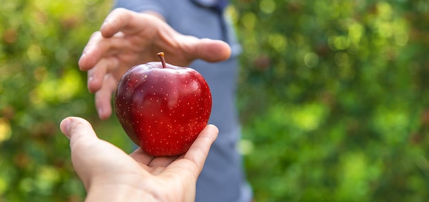 Ein männlicher Bauer erntet Äpfel Selektiver Fokus