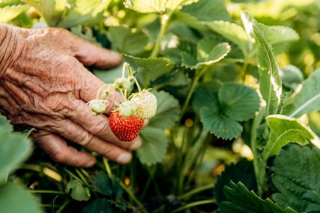 Ein männlicher Bauer erntet reife Erdbeeren. Ernten von frischen Bio-Erdbeeren. Hände eines Landwirts, der Erdbeeren nahaufnahme pflücken. Erdbeerbüsche.