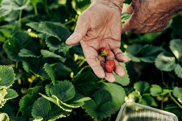 Ein männlicher Bauer erntet reife Erdbeeren. Frische Bio-Erdbeeren ernten. Hände eines Bauern, der Nahaufnahme Erdbeeren pflückt. Erdbeersträucher.