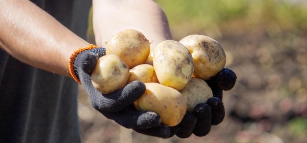 Ein männlicher Bauer hält eine Kartoffel in seinen Händen. Selektiver Fokus Natur