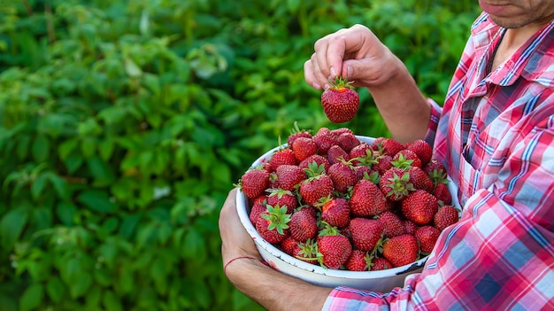 Ein männlicher Bauer pflückt Erdbeeren im Garten. Menschen.