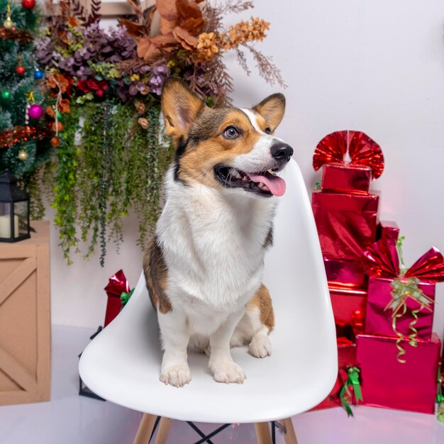 Ein männlicher Corgi Pembroke Welsh Fotoshooting Haustier Fotografie Studio Hintergrund Weihnachten Thema Kleid und Dekoration