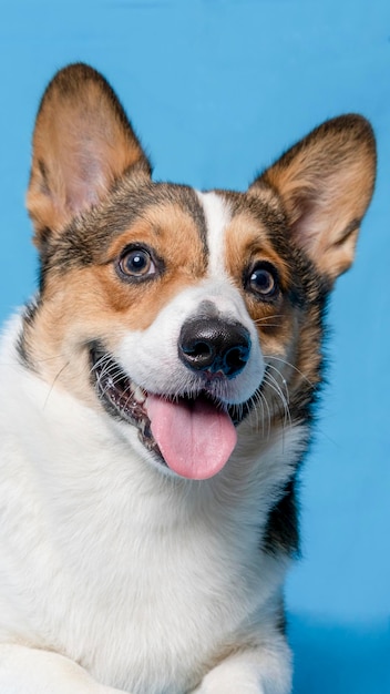 Ein männlicher Corgi Pembroke Welsh Fotoshooting Haustier Fotografie Studio isoliert mit blauem Hintergrund Weihnachtsthema Kleid und Dekoration