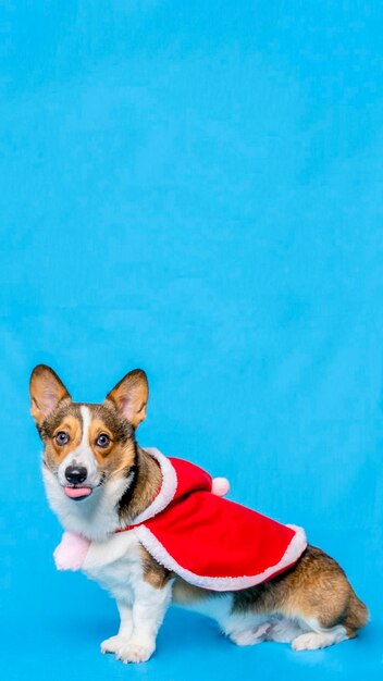 Ein männlicher Corgi Pembroke Welsh Fotoshooting Haustier Fotografie Studio isoliert mit blauem Hintergrund Weihnachtsthema Kleid und Dekoration